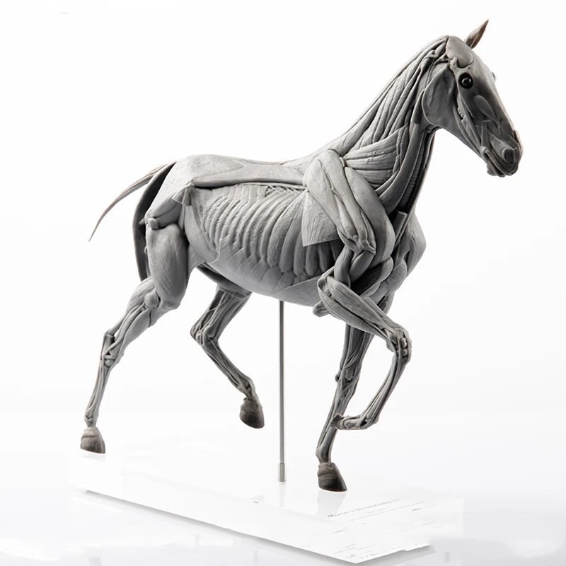 Resin Art Gift For Birthday - EVOLABORATORY Model anatomi otot kuda, koleksi