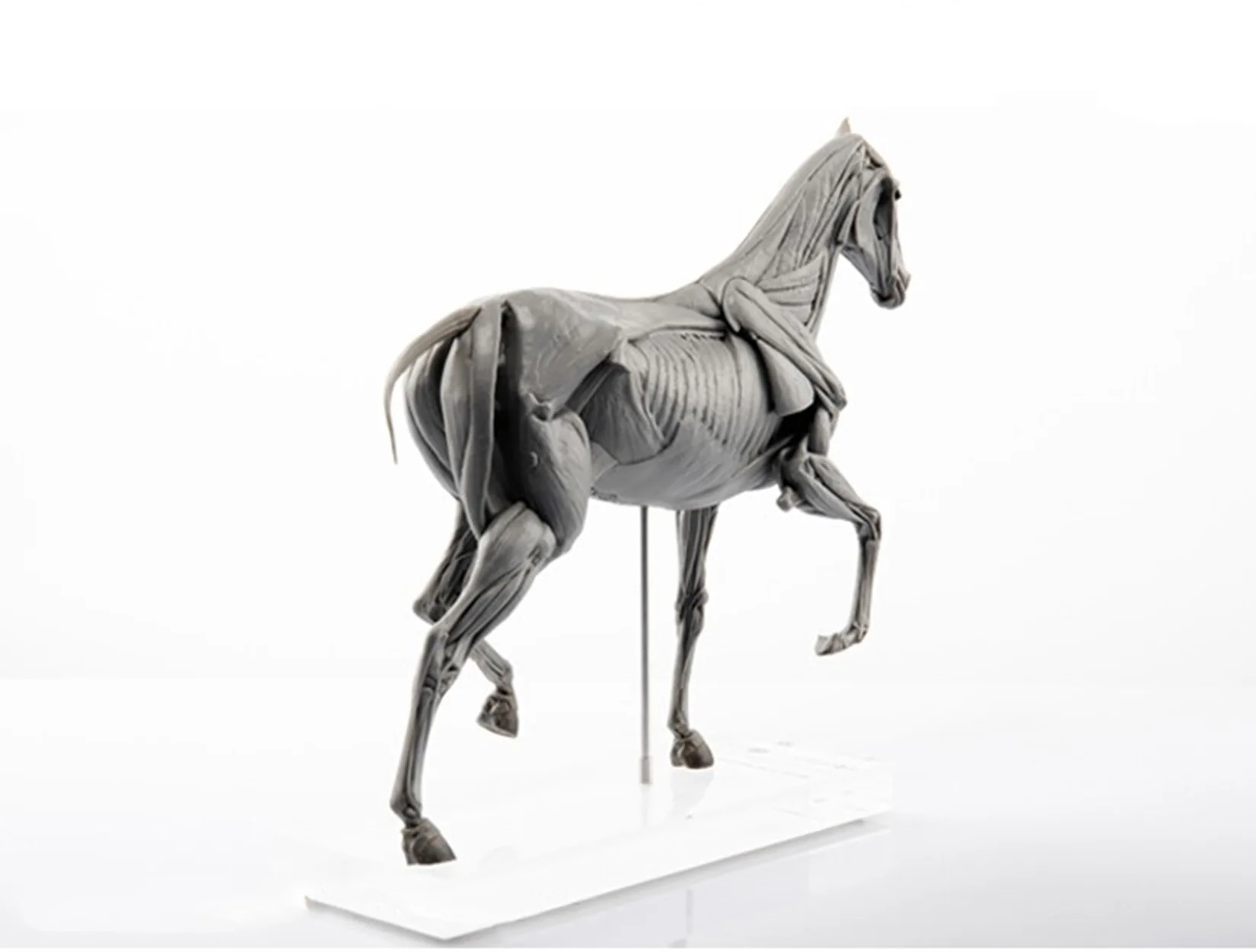 EVOLABORATORY Model anatomi ot - Resin Art Gift For Birthday ulasan dan harga